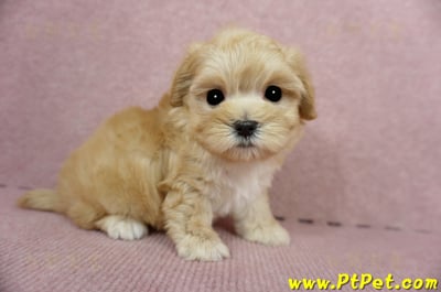 03/21奶油色馬爾泰迪母幼犬3號(高雄鼓山)6