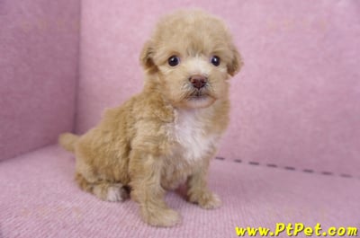 10/13泰迪比熊母幼犬(高雄小港)4