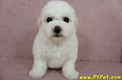 03/11比熊犬母幼犬(嘉義)4