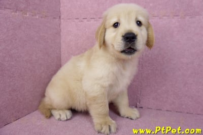 07/18黃金獵犬公幼犬1號(台北內湖)5