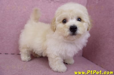 08/14泰迪比熊公幼犬1號(花蓮吉安)5