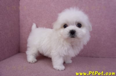 11/20馬爾濟斯公幼犬(彰化二林)5