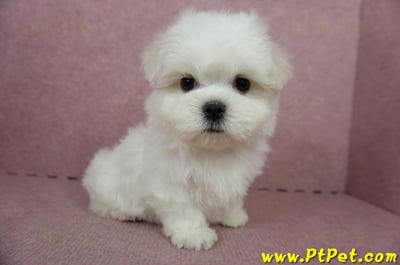 04/17迷你型馬爾濟斯公幼犬(台中北屯)5