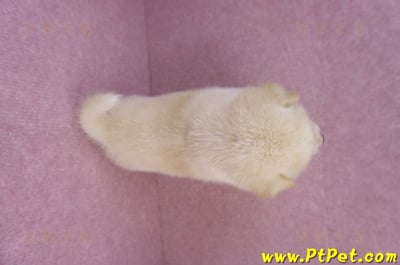 12/10白色柴犬母幼犬9