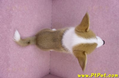 10/10雙色柯基犬母幼犬(高雄大寮)13