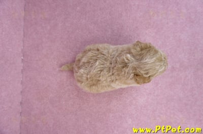 04/01泰迪比熊母幼犬1號7