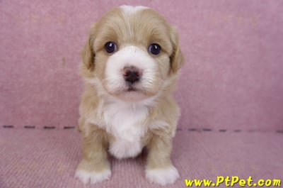 01/30馬爾泰迪公幼犬1號2