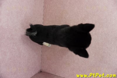 05/14黑色柴犬母幼犬2號(屏東瑪家)11