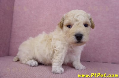 01/20泰迪比熊公幼犬1號3