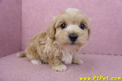 02/20馬爾泰迪母幼犬2號(高雄前鎮)5