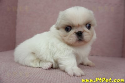 12/28北京狗母幼犬(桃園龍潭)7