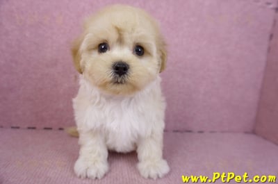 12/10馬爾泰迪公幼犬(台北信義)2