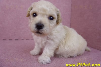 04/01泰迪比熊母幼犬3號4