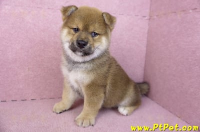 02/05赤色柴犬公幼犬(高雄仁武)9