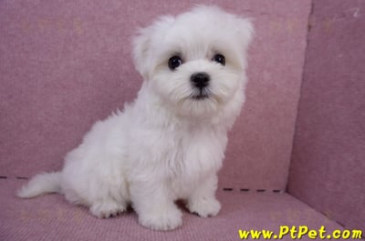 05/28迷你型馬爾濟斯公幼犬(台南安平)4