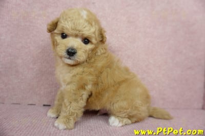 11/26迷你型奶油貴賓公幼犬2號(桃園中壢)8