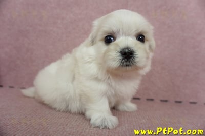 05/28迷你型馬爾濟斯公幼犬2號(高雄仁武)4