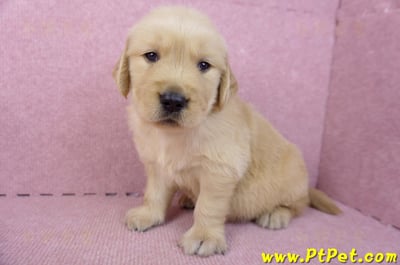 07/18黃金獵犬公幼犬7號(台北中山)9