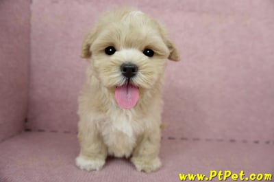 04/11奶油色馬爾泰迪公幼犬(台東綠島)2