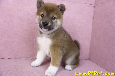 01/11赤色柴犬母幼犬3號(新竹竹北)9