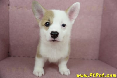 04/14雙色柯基犬母幼犬2號(屏東潮州)1