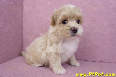 08/06奶油色馬爾泰迪母幼犬2號(高雄鳳山)5