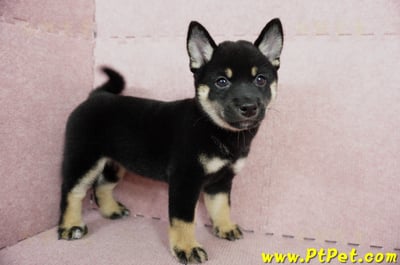 05/14黑色柴犬母幼犬4號(高雄楠梓)6