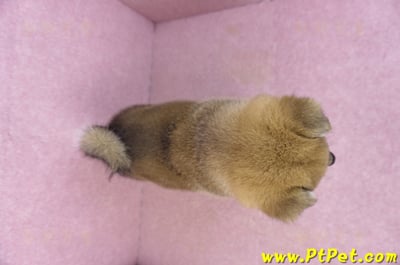 02/05赤色柴犬公幼犬(高雄仁武)11