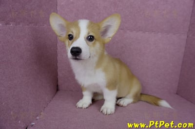 04/13雙色柯基犬公幼犬(台北士林)9