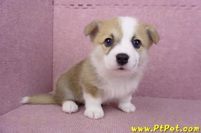 06/21雙色柯基犬公幼犬(台北)6