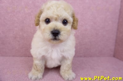 05/12泰迪比熊公幼犬2