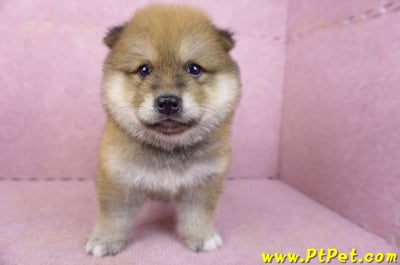 03/09赤色長毛柴犬公幼犬1