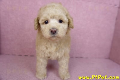 12/06奶油貴賓母幼犬(花蓮市)2