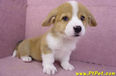 11/02雙色柯基犬公幼犬4