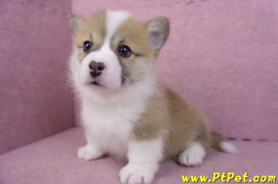 11/30雙色柯基犬母幼犬11