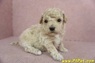 03/12泰迪比熊母幼犬4號(新北淡水)4