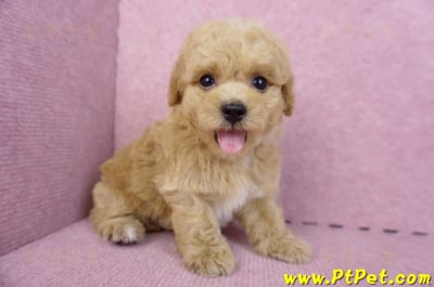 08/12泰迪比熊公幼犬(台北信義)6