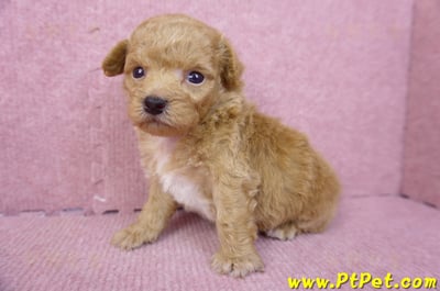 08/12泰迪比熊母幼犬4號(台北松山)6