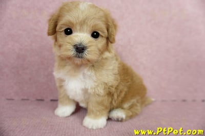 04/23奶油色馬爾泰迪公幼犬1號(新北蘆洲)8