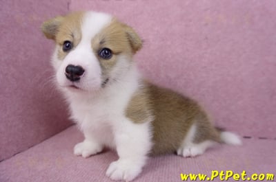 08/03雙色柯基犬公幼犬1號(高雄大樹)10