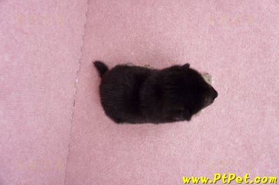 07/05黑色柴犬公幼犬1號(宜蘭市)6