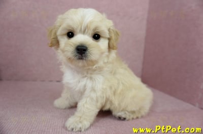 01/10奶油色馬爾泰迪公幼犬2號(花蓮光復)13