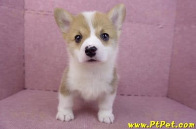 04/16雙色柯基犬母幼犬(桃園市)2