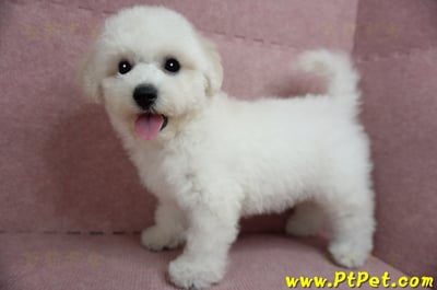 05/20比熊犬公幼犬1號(新北樹林)8