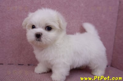 06/26迷你型馬爾濟斯公幼犬(新北三重)8