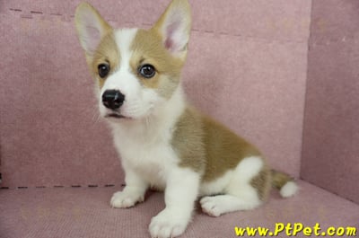 04/13雙色柯基犬公幼犬2號(桃園中壢)11