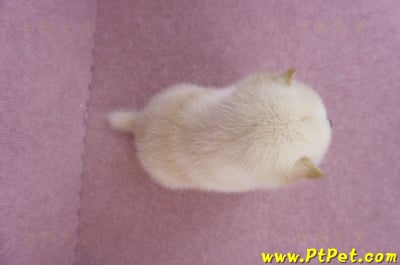 09/21白色柴犬母幼犬2號(高雄新興)7