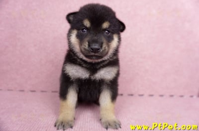 07/05黑色柴犬母幼犬1號(屏東長治)2