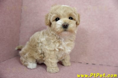 03/02馬爾泰迪母幼犬(桃園楊梅)6