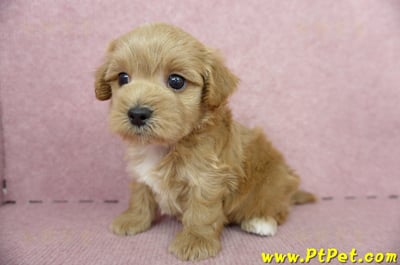 05/05奶油色馬爾泰迪公幼犬4號(屏東市)8